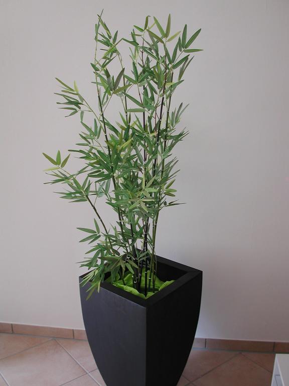 Apartment Pusteblume